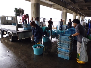 Team effort - fishers, cooperative administrators and prefectural scientists unloacl a trial catch.
